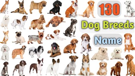 dog breed names