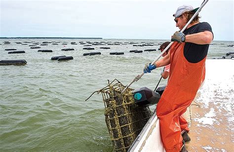 open water sites producing oysters  bays briny sweetness