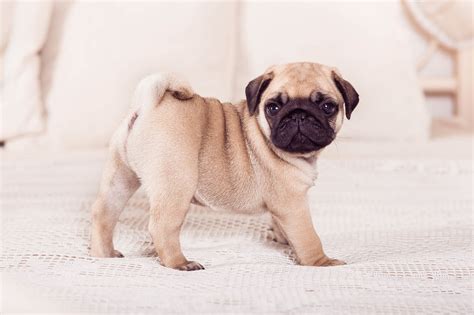 care   sweet  pug puppy furry babies