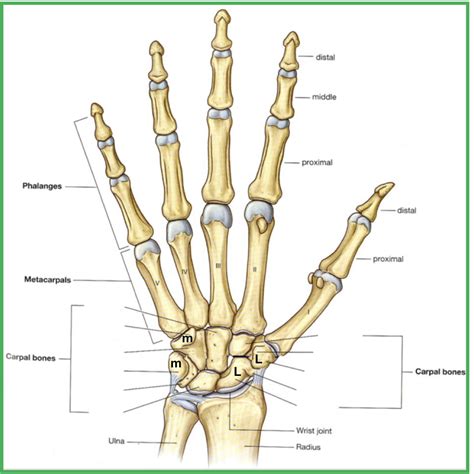 wrist bones diagram quizlet