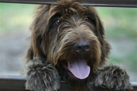 funniest wirehaired pointing griffon dog photo  wallpaper beautiful  funniest