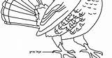 Grouse Ruffed Coloring Template sketch template