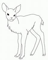 Deer Coloring Pages Printable Baby Kids Line Whitetail Color Drawing Head Buck Tailed Outline Female Adult Print Animal Getdrawings Getcolorings sketch template
