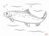 Salmon Coloring Pages Atlantic Fish Printable Drawing Pacific Crafts Patterns Outline Drawings Template Sea sketch template