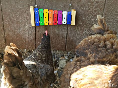 Can You Train Chickens To Play The Xylophone Fresh Eggs Daily®