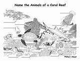 Reef Coral Labeling Animals Exploringnature Citing Reference sketch template