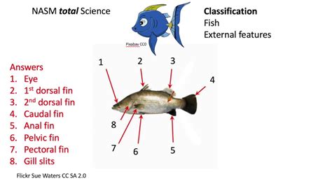 classification fish external features review wis youtube