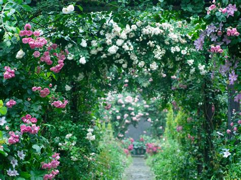 simple steps  create  rose garden  home realestatecomau