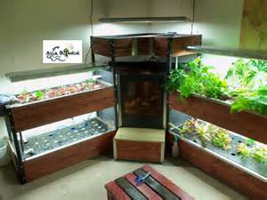 in custom indoor aquaponics system 200 gallon fish tank