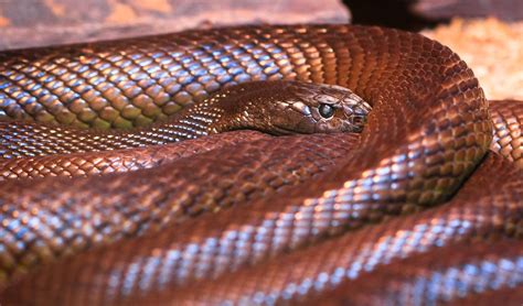 hundreds  queenslanders  bitten  snakes  year