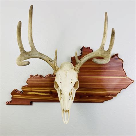 sporting goods taxidermy hunting european bear skull mount kit plaque handcrafted  mounting