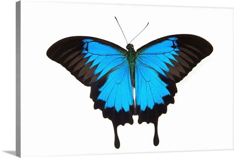 mountain blue swallowtail butterfly  australia papilio uysses wall