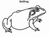Bullfrog Coloring sketch template