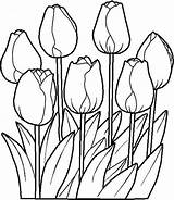 Tulip Coloring Pages Printable Color sketch template