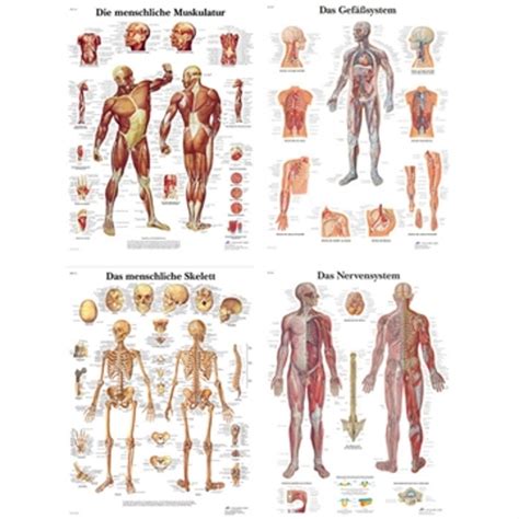 poster paket anatomie muskel poster musculo anatomie poster