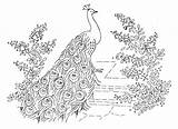 Peacocks Embroidery Qisforquilter sketch template