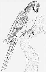 Papagei Malvorlage Fliegender Fotografieren Malvorlagen sketch template