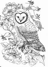 Owl Coloring Pages Barn Color Print Printable Owls Animals Abstract Sheet Animal Colouring Adults Kids Adult Town Intermediate Detailed Wild sketch template