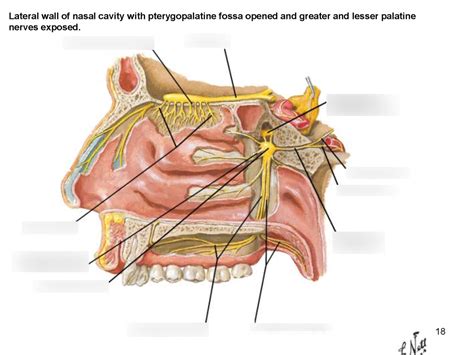 wall  nasal cavity diagram quizlet