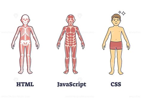 html javascript  css programming compared  human anatomy outline diagram vectormine