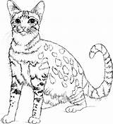 Cat Coloring Pages Detailed Realistic Printable Getcolorings Print Color Colorings sketch template