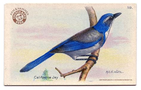 vintage clip art bright blue bird advertising the