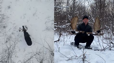 drone captures incredible moment   brunswick moose shedding  antlers  brunswick news