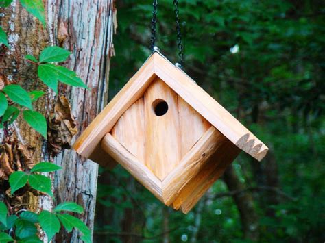 bird   house wren birdhouse