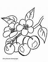 Blossom Cherry Coloring Pages Color Getcolorings sketch template