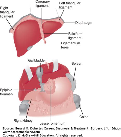 Liver And Portal Venous System Current Diagnosis And Treatment Surgery