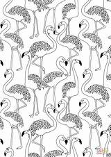 Coloring Flamingo Pages Pattern Printable Paper sketch template