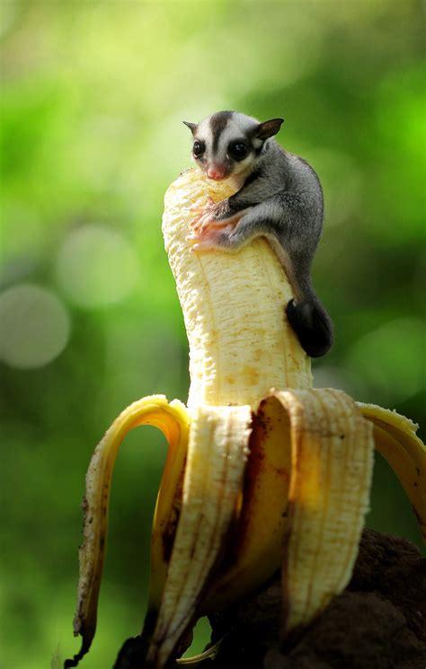 pet pics  likebaby sugar glider eating  banana   guy  absolutely adorable