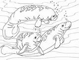 Coloring Cow Sea Manatee Manatees Digital Adult sketch template