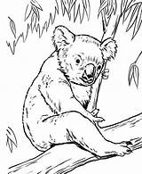 Koala Coloring Bear Pages Tree Eucalyptus Koalas Drawing Color Realistic Line Drawings Lion Wombat Baby Outline Colorluna Print Animal Cub sketch template