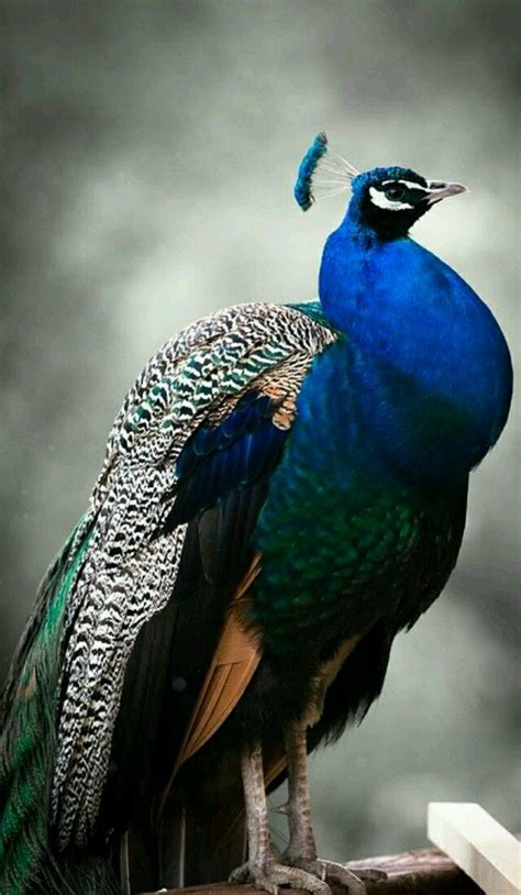Indian Blue Peacock Portrait From Purely Poultry Nature Birds