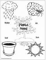 Plants Need Plant Preschool Poster Kindergarten Worksheet Education Grow Worksheets sketch template
