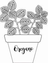 Clipart Herb Oregano Outline Plants Planter Labeled Plant Clip Graphics Size Tree Transparent Available sketch template