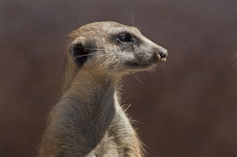 meerkat face clippix  educational   students  teachers