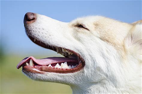 keeping canine teeth healthy    carnasial tooth abscess