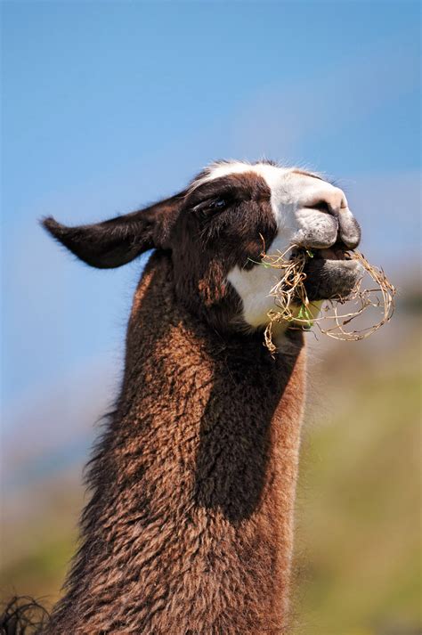 See How Good This Weed Is A Brown And White Llama