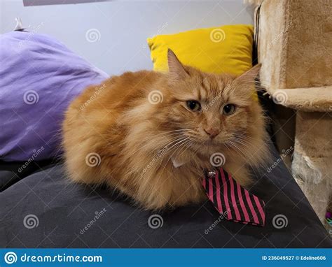 business kitty wears tie stock image image  animal