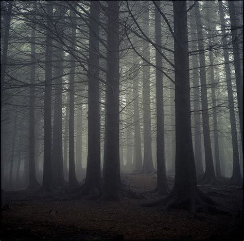 dark forest nature trees woods image 471023 on