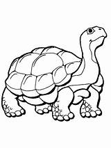 Tortoise Coloring Pages Printable Desert Drawing Supercoloring Color Hare Turtle Gopher Colouring Print Tortoises Getcolorings Kids Version Click Animals Categories sketch template