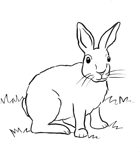 rabbit coloring pages coloringbay