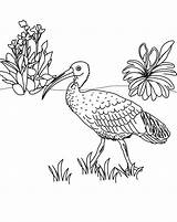 Ibis Coloring Pages Scarlet Kids Animals Template Index Print sketch template