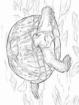 Schildpadden sketch template