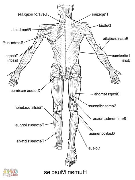 muscle coloring page anatomy coloring book human anatomy