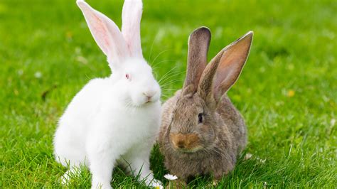 rabbits teeth companion care