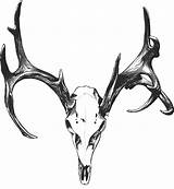 Antlers Elk Cuernos Skulls Ciervo Venado Hirsch Schädel Note9 sketch template