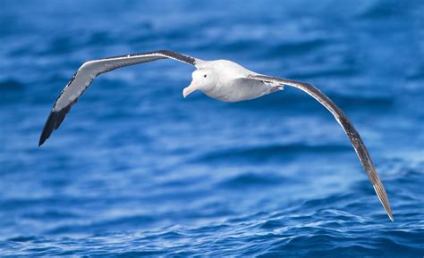 open ocean unflappable albatrosses